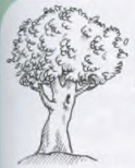 Genus der Nomen: درخت مذکر است (der Baum)