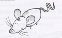 Plural der Nomen: یک موش (eine Maus) در مفرد