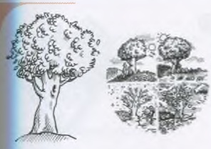Genus der Nomen: درخت و فصل‌ها (der Baum، der Sommer، der Winter)