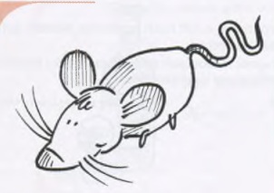 Plural der Nomen: یک موش (eine Maus، Singular)